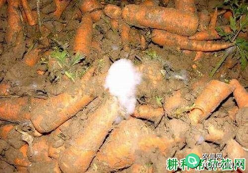 种胡萝卜如何防治胡萝卜根霉软腐病