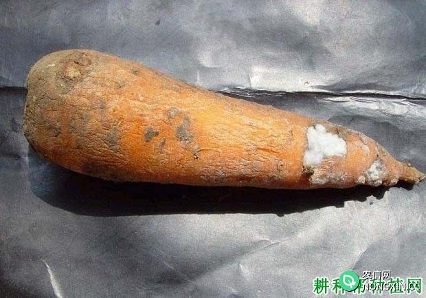 种胡萝卜如何防治胡萝卜根霉软腐病