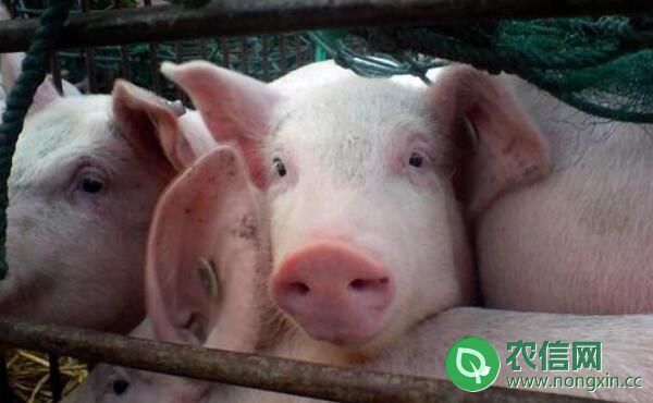 小型猪场养猪成本与利润计算
