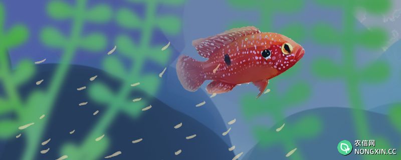 红宝石鱼什么时候繁殖，繁殖前有什么征兆