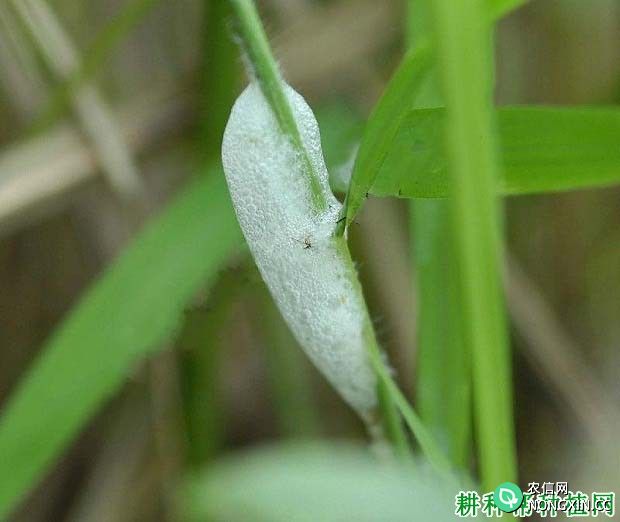 种植水稻如何防治稻赤斑沫蝉