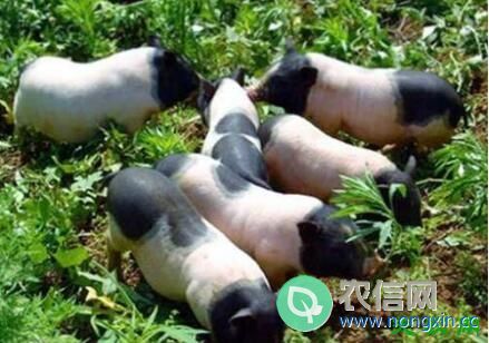 香猪养殖的五点注意事项，懂香猪引种才敢养香猪