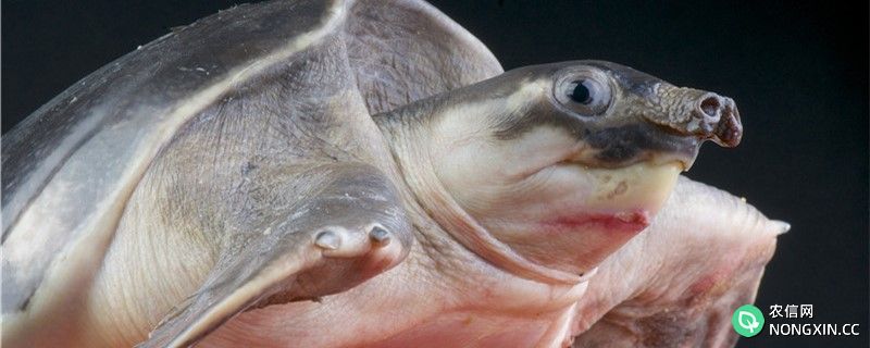 乌龟可以养在鱼缸深水里面吗，什么龟可以深水养