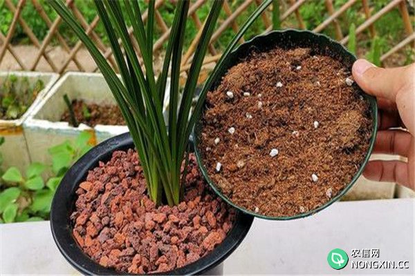 怎样播种热带兰花，热带兰的种植方法