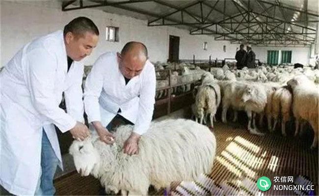 羊单衣原体性流产病的诊断与治疗方法