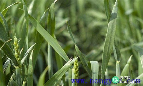 小麦全蚀病的防治方法