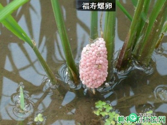 种植水稻如何防治福寿螺