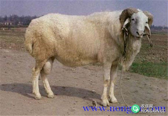 小尾寒羊和波尔山羊生产性能