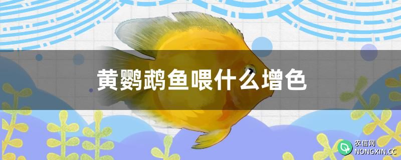 黄鹦鹉鱼喂什么增色