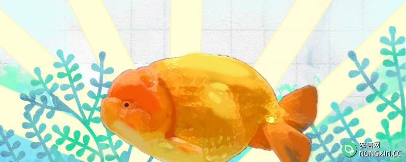 兰寿金鱼一年产几次卵，卵自己会孵化吗