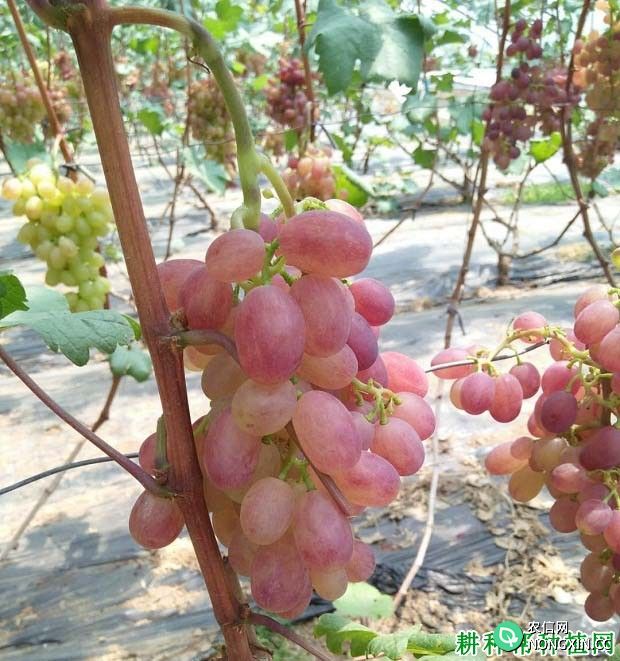 种植葡萄如何使用矮壮素和赤霉素提高坐果率