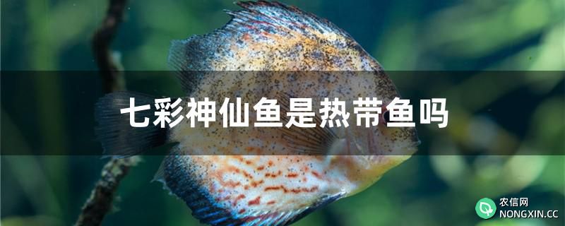 七彩神仙鱼是热带鱼吗