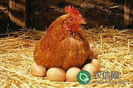 家养鸡吃什么下蛋多