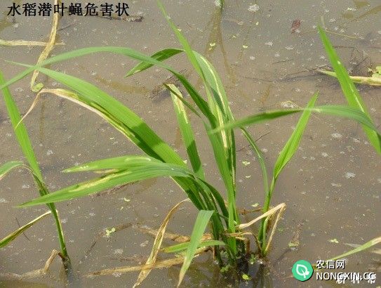 水稻潜叶蝇的防治方法有几种