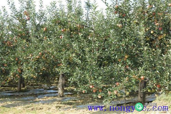 中国苹果种植历史