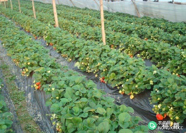 我国草莓种植区划分