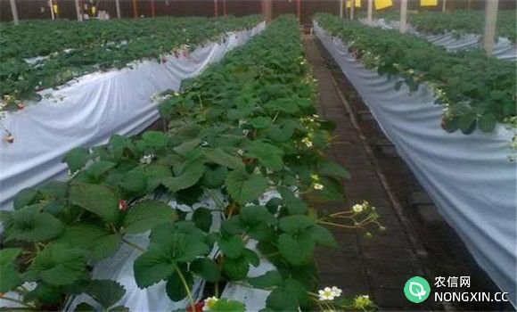 保护地草莓的促成栽培