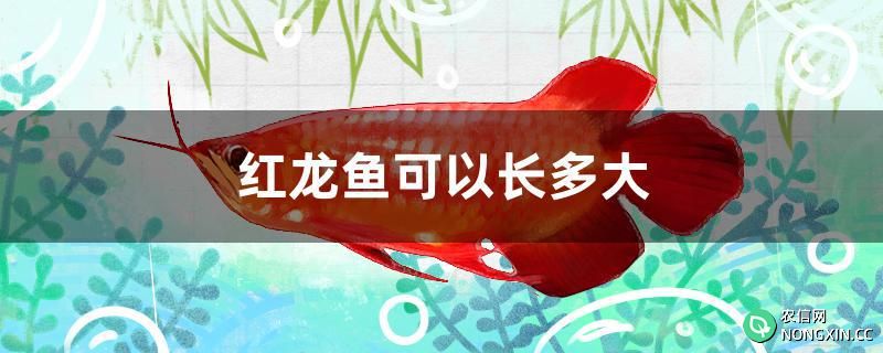 红龙鱼可以长多大