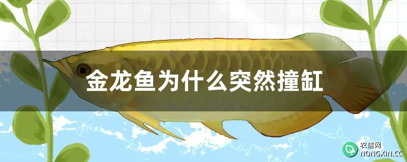 金龙鱼为什么突然撞缸