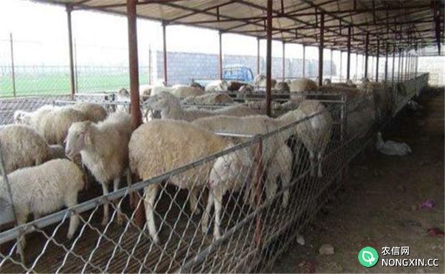 养殖杂交肉羊的优势和效益在哪里