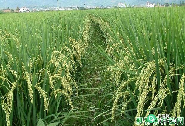 早稻品种作晚稻种植要注意什么