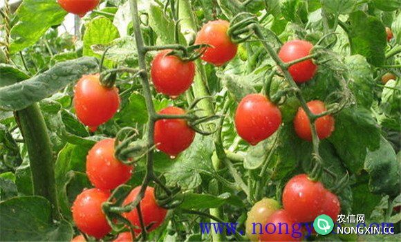 大棚西红柿种植的温度控制