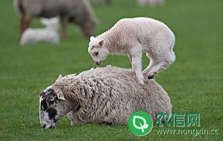 挑选小母羊做种羊的方法