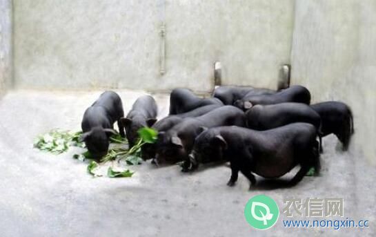香猪品种之珠江香猪，体轻肉美的优质地方香猪