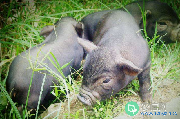 香猪品种之珠江香猪，体轻肉美的优质地方香猪