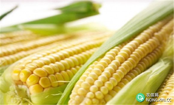玉米品种
