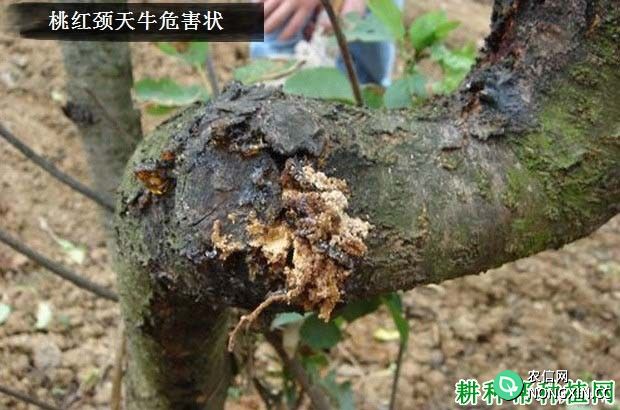 种李子树如何防治桃红颈天牛