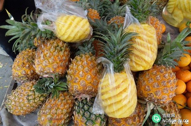 凤梨和菠萝有什么区别吗
