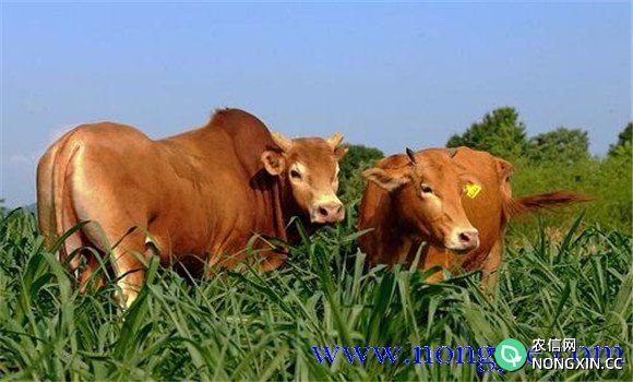 黄牛养殖成本分析