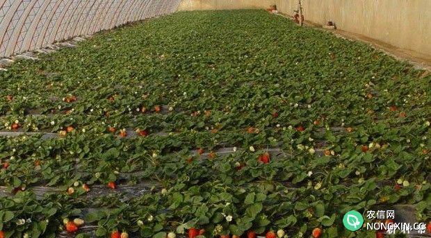 草莓塑料大棚促成如何种植