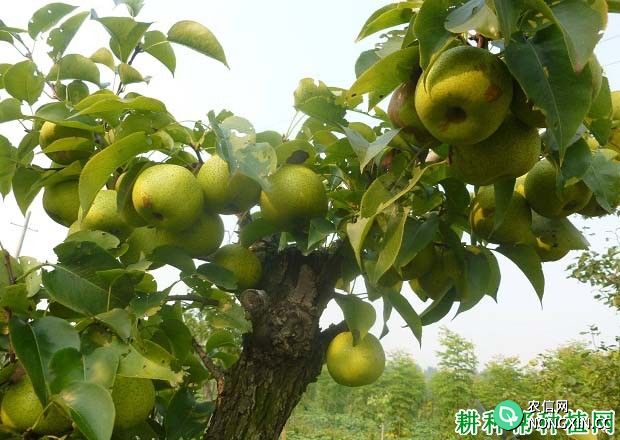 梨树如何合理施用氮肥