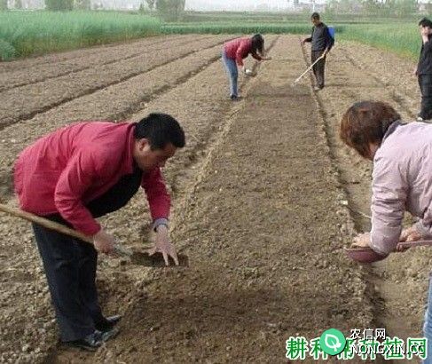 菠菜如何播种