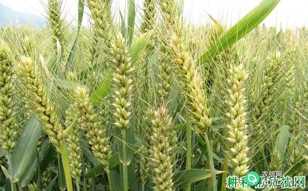 小麦的施肥原则是什么 如何施肥小麦产量高
