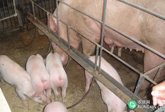 猪人工授精技术