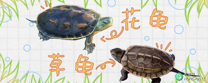 花龟和草龟的区别是什么，能一起养吗