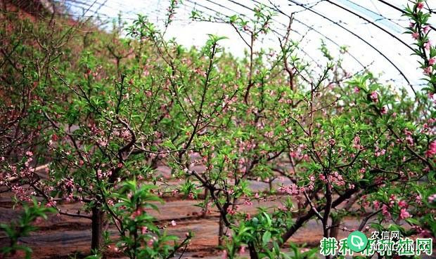 种在温室大棚中的桃树为什么要间伐 什么时候间伐