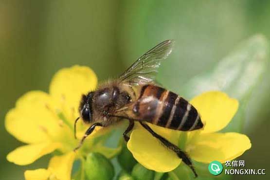 蜜蜂养殖方法