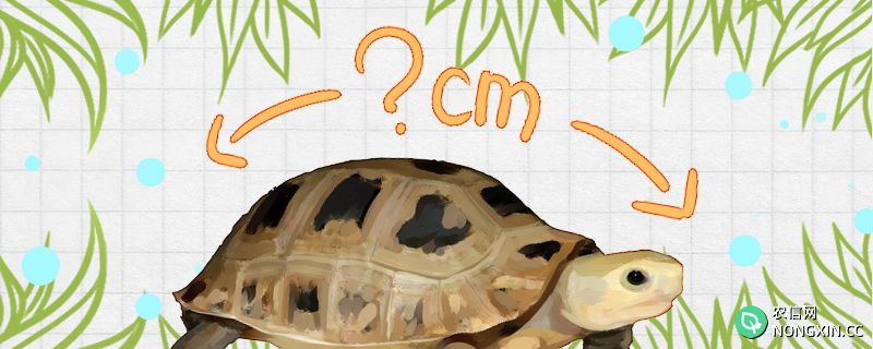 缅甸陆龟寿命多长，能长多大