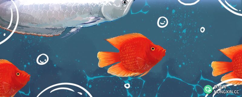 财神鱼和罗汉鱼的区别是什么，能一起养吗