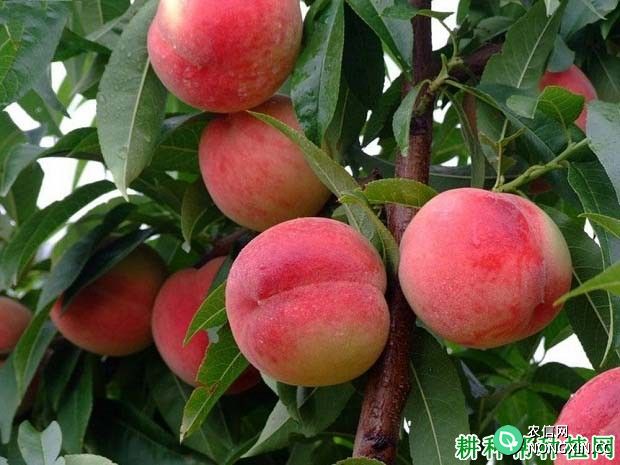 桃树一年要施几次肥 什么时候施肥好