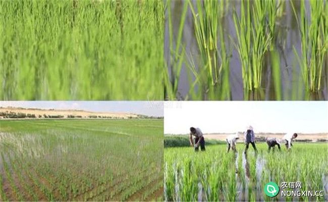怎样判断水稻是否发生除草剂药害