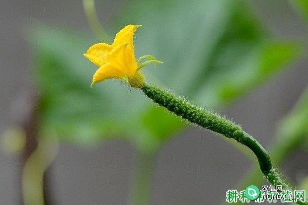 种植黄瓜如何增加雌花数量