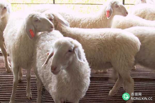 肉羊短时间育肥管理措施与方法