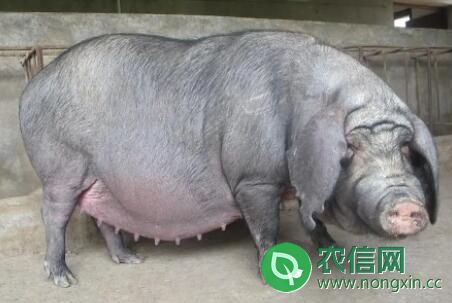 太湖猪一年长多重，养太湖母猪注意什么问题