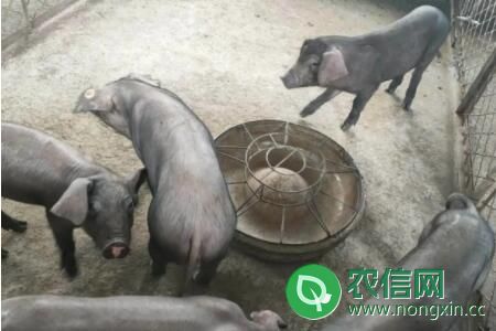太湖三代母猪多重能配种