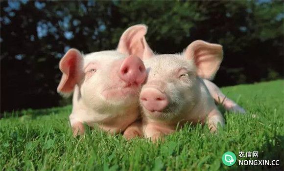 初春季节预防与减少猪病的原则与措施
